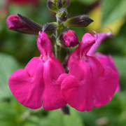 Salvia Cerro Potosi